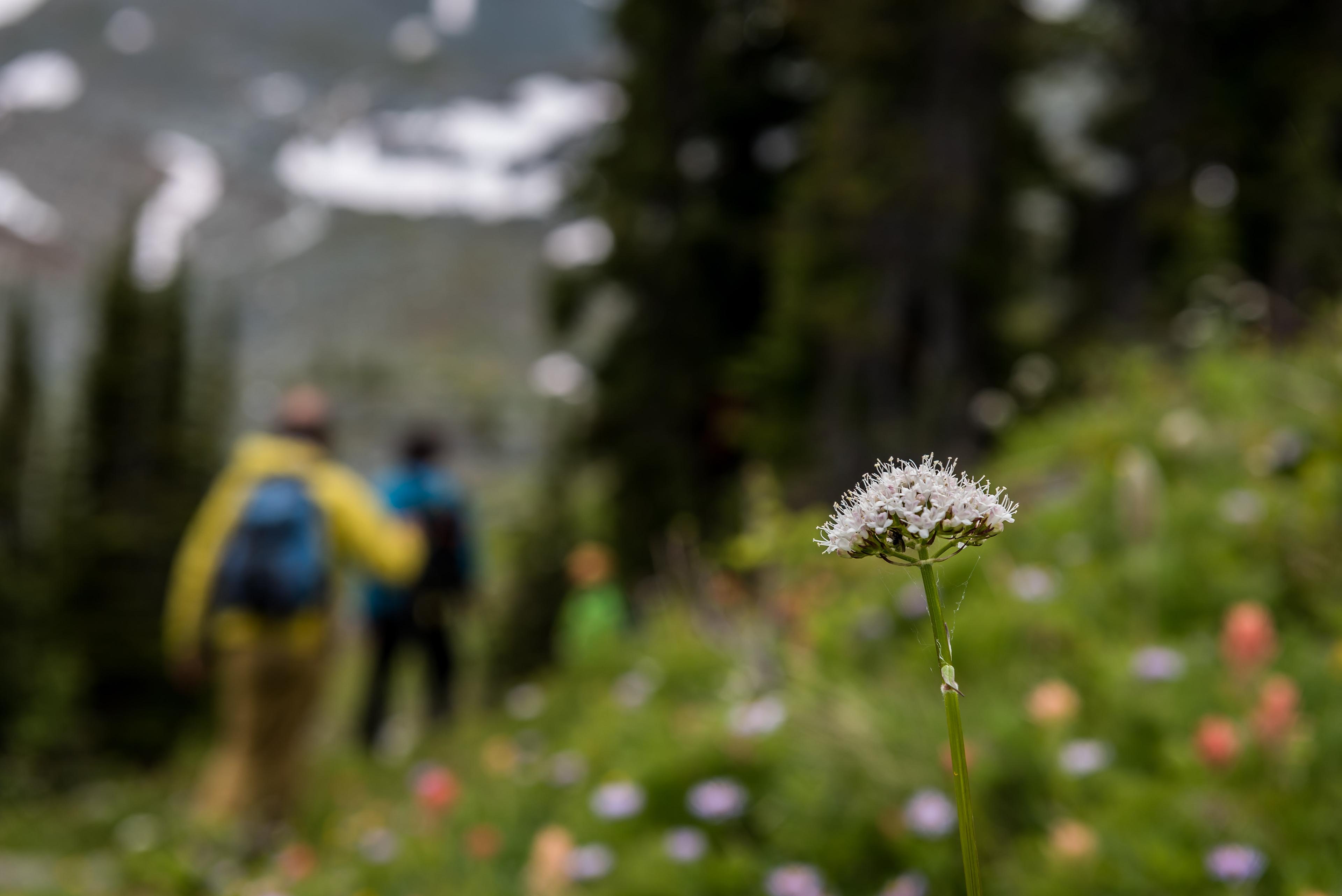 mountain cover image